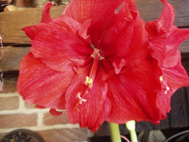 Goldene Hochzeit 21.03.2003 - Auswahl