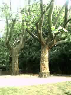 alte B&auml;ume Volkspark Rehberge