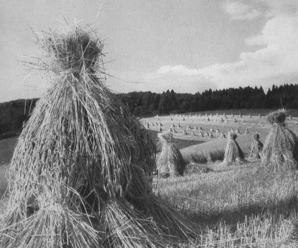 Getreide-Garben (38 KB)