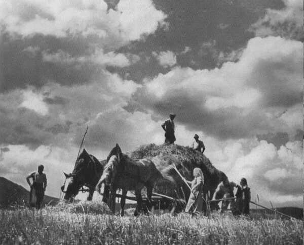 Pferde mit Erntewagen (28 KB)