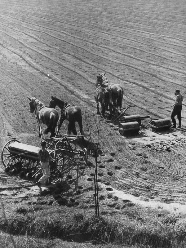 Pferde mit Säwagen und Walzen (78 KB)