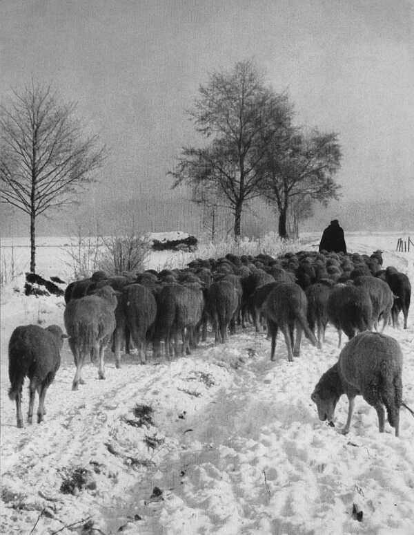 Schafherde im Winter (51 KB)